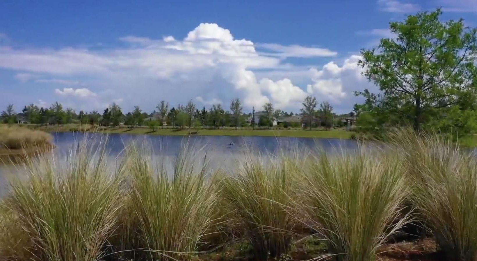 a body of water with trees and plants around it